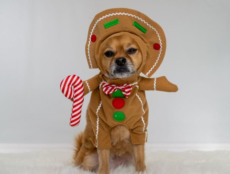Small dog dressed as a gingerbread cookie holding a candy cane