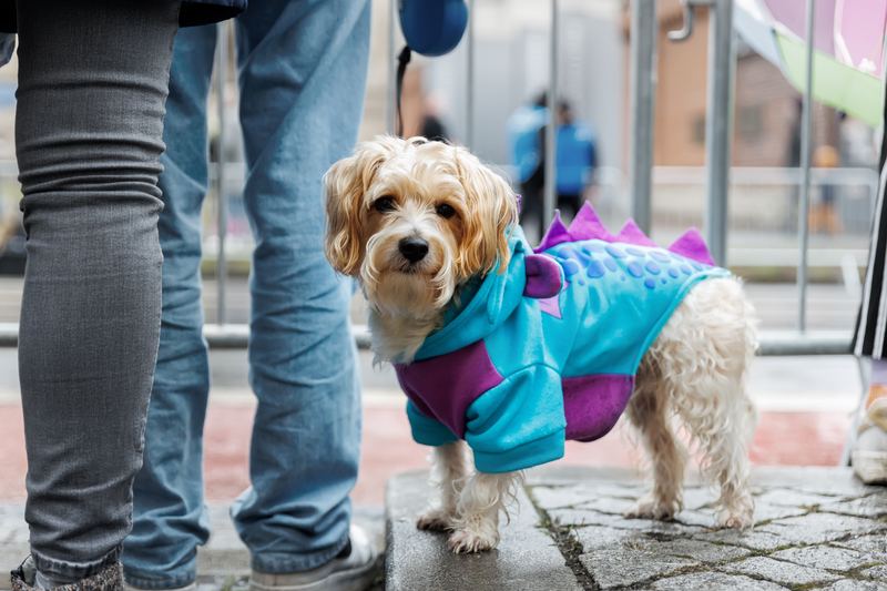 Fluffy small dog in a blue and purple dinosaur costume