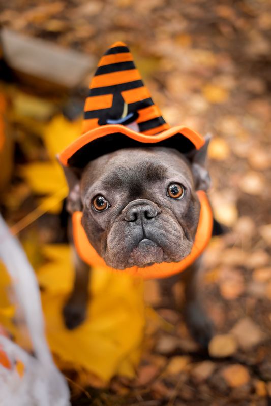 French bulldog in an orange and black striped witch hat