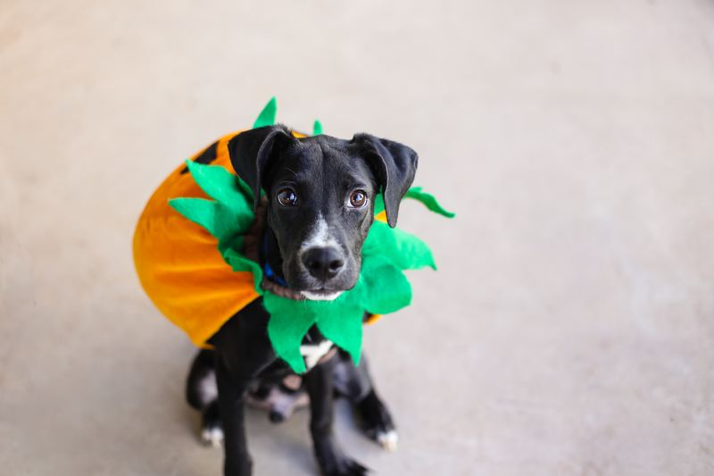 Black puppy in an orange pumpkin costume with green felt leaves