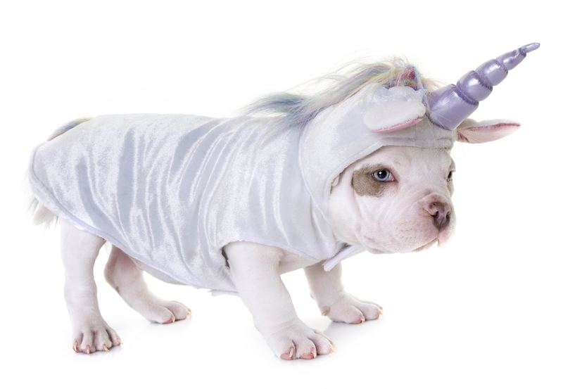 White bulldog puppy in a full unicorn costume with a silver horn