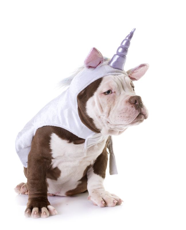 Brown and white bulldog in a unicorn hood