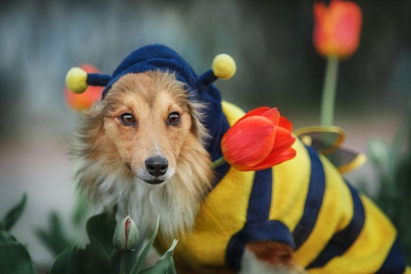 Sheltie in a striped bee costume next to red tulips
