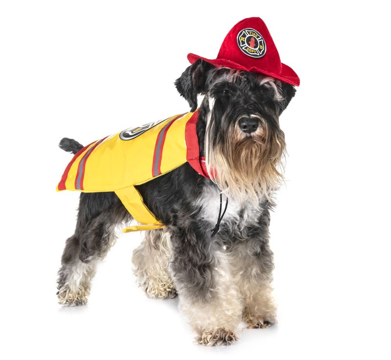 Schnauzer in a firefighter jacket and red helmet