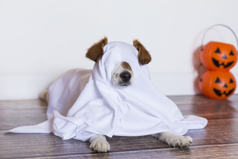 Dog lying under a white ghost sheet next to jack-o-lantern buckets