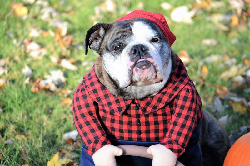 Bulldog in a red plaid shirt and cap in autumn leaves