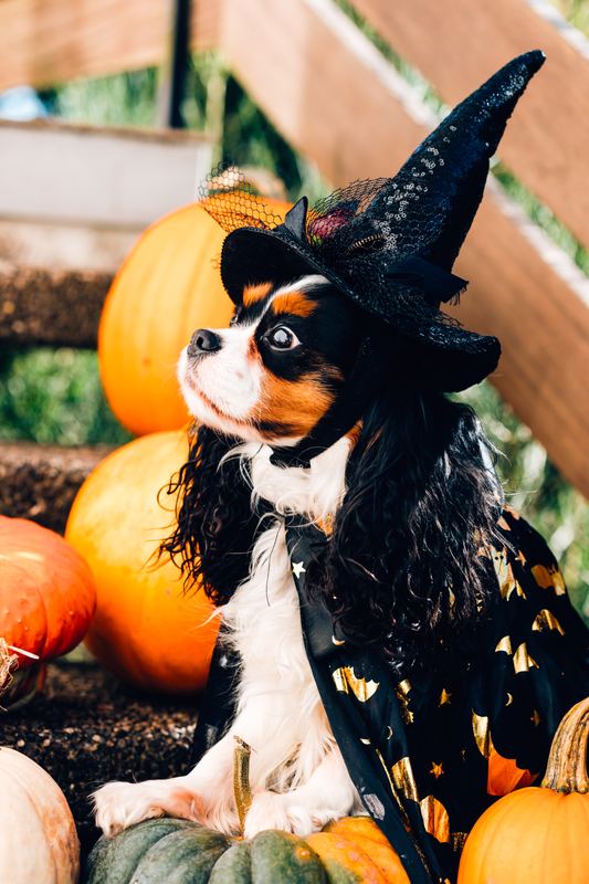 Spaniel in a witch hat and cape among pumpkins