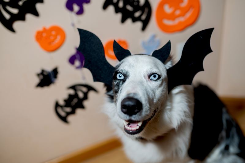 Blue-eyed dog wearing a headband with black bat wings