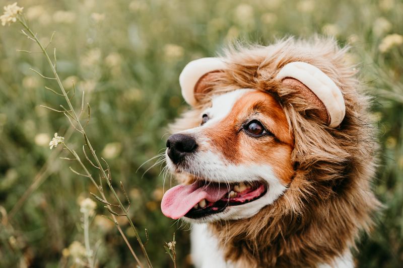 Corgi-type dog wearing a fluffy lion mane in a meadow