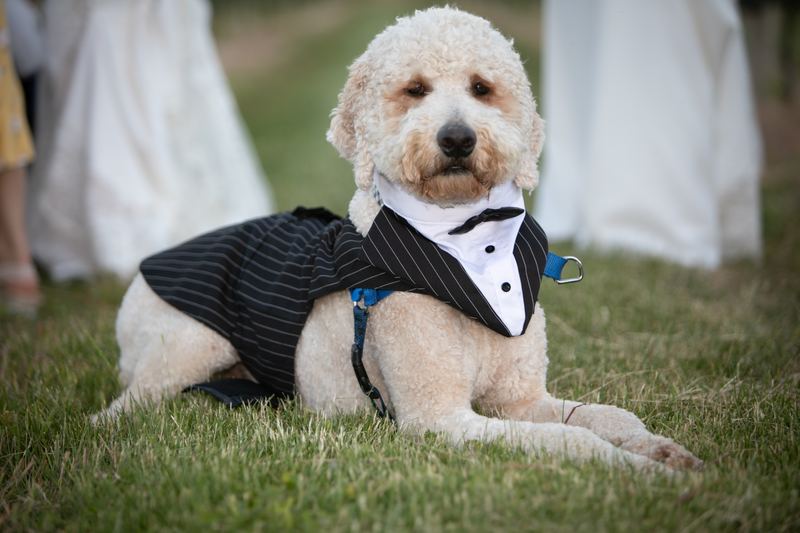 Doodle wearing a tuxedo lying on the grass