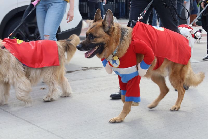 Two dogs in red superhero costumes on a city sidewalk