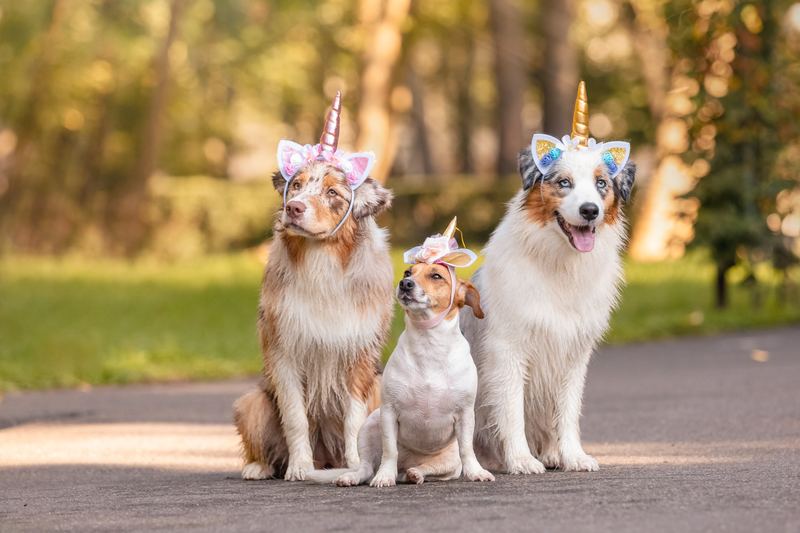 Three dogs sitting in a row wearing flower-crown unicorn horns