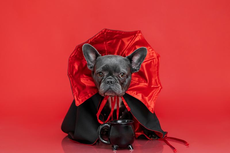 French bulldog puppy in a red and black vampire cape