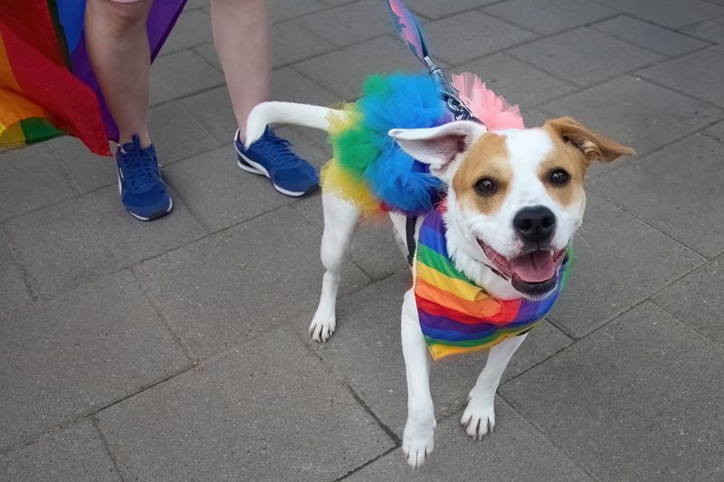 Happy dog in a rainbow bandana and tulle tail