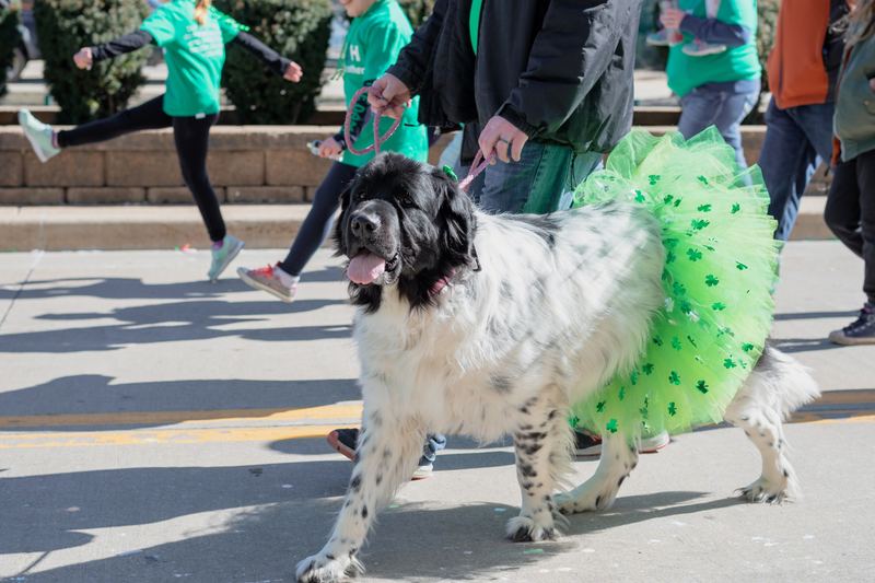 Large spotted dog in a green tutu walking in a parade