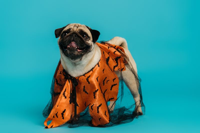 Pug in an orange bat-print costume with black tulle