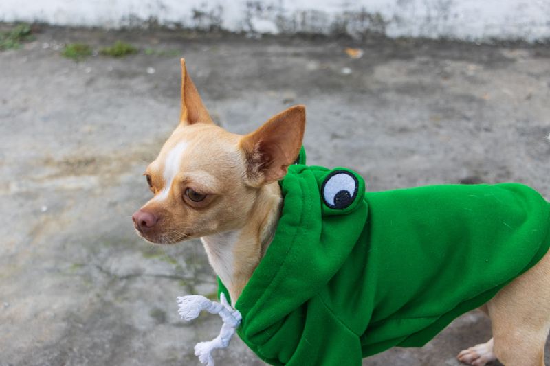 Chihuahua in a green frog hoodie with googly eyes