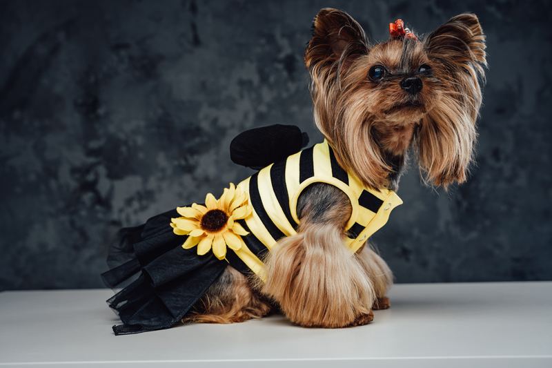 Yorkshire terrier in a bee dress with a sunflower